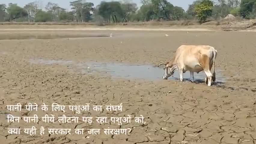 मस्तुरी: पानी पीने के लिए पशुओं का संघर्ष

 #जल_संरक्षण #छत्तीसगढ़