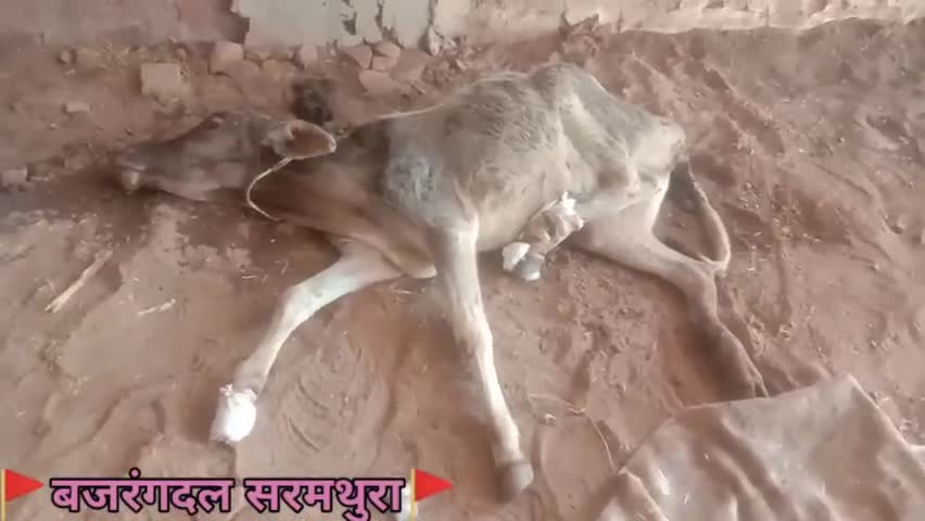सरमथुरा: सरमथुरा नगरपालिका में बजरंगदल कार्यकर्ताओं द्वारा घायल गौ माता का किया गया उपचार 
#bajrangdal #gaumata #sarmathura