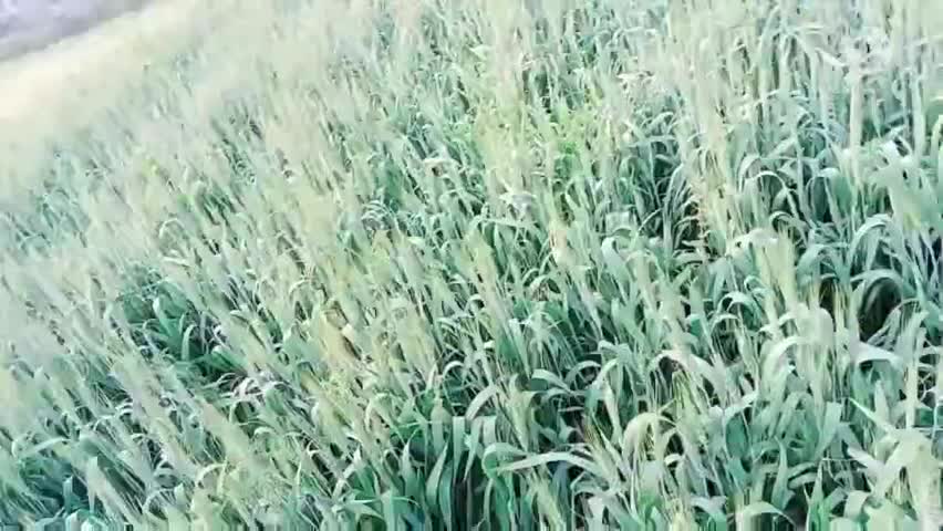 भितरवार: #Dabra 
रोज की तरह गौ सेवको द्वारा हरा चारा शाम को #चीनोर रोड से #मंडी गेट तक गौ माता को खिलाया 
सभी भाईयो को दिल से धन्