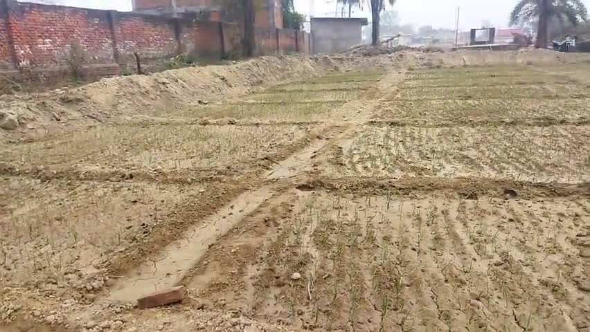 pyaj ki kheti varanashi Me
 #banarashinduuniversity #banarash #kashi #kheti #kishan