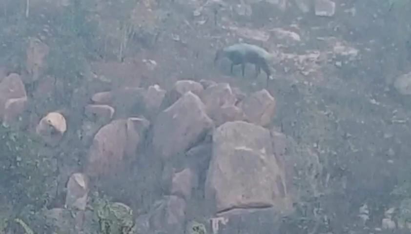 गढ़वा: कोरवाडीह गांव में नील गाय के आतंक से परेशान हैं किसान #नीलगाय