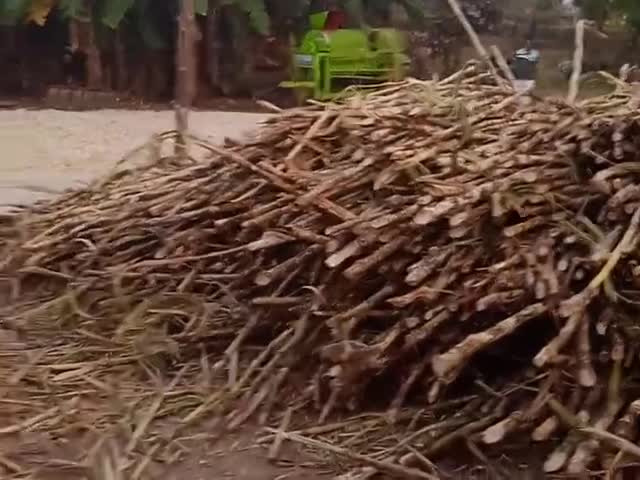 सिलोडी में गन्ने का गुड़ बन रहा है । देखिए। डायरेक्ट खरीद भी सकते है नंबर ये है 9770785827 #village #sugarcane #inc_silu