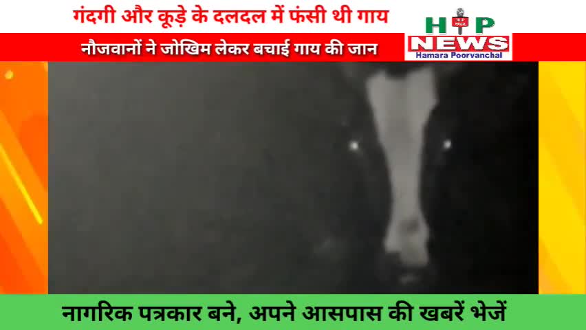 नौजवानों ने बचाई दलदल में फंसी गाय की जान। #hpnews #myogiadityanath #yogiadityanath #news