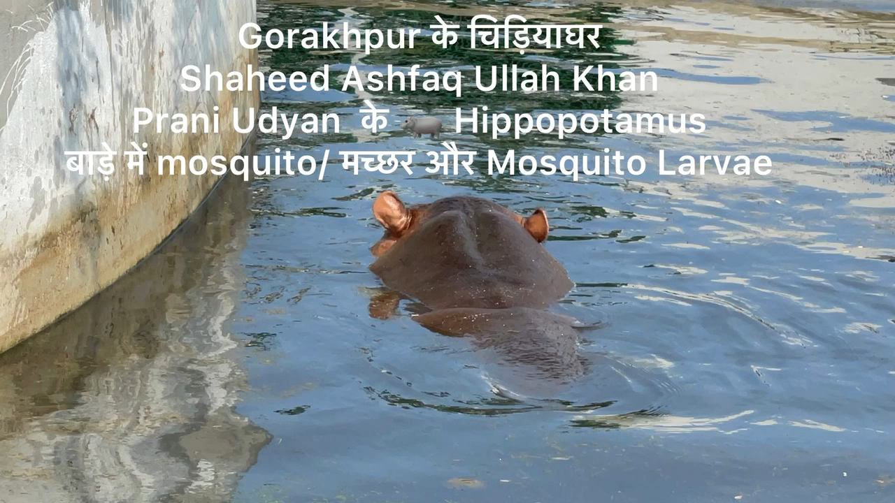 #Gorakhpur_zoo के #hippo के बाडे में #mosquitoes के #larva #बिमारी का #घर #गोरखपुर _ चिडियाघर #हिप्पो के बाडे के बगल में मछली घर जहां बच्चा लोग जाते है