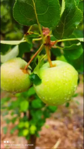 कांगड़ा में भी हो रही सेब की पैदावार, #apple #himachal