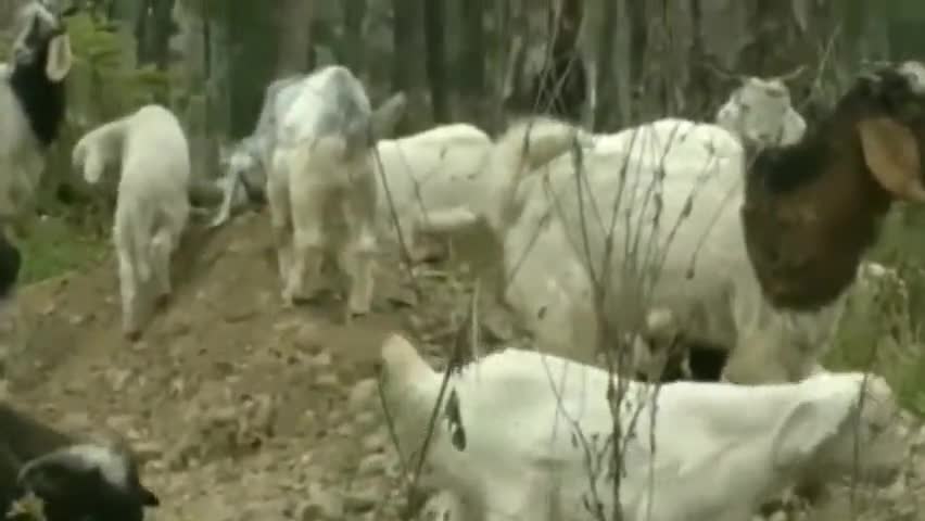 कलोल: गद्दी ने भेड़–बकरियों संग डोहक गांव में लगा रखा था डेरा, अचानक देखा तो डेरे से गायब हुई 10 बकरियां
#Kalol