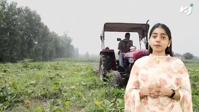 हाथों से होगी इन फसलों की सबसे बेहतर कटाई, जानें कैसे 
#harvestinggrains #krishijagran #wheatcutter #harvestinggrains