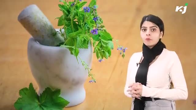 पत्थरचट्टा से होगा पथरी का रामबाण इलाज | Krishi Jagran
. 
#agriculturelife #agrinews #agriculturescheme