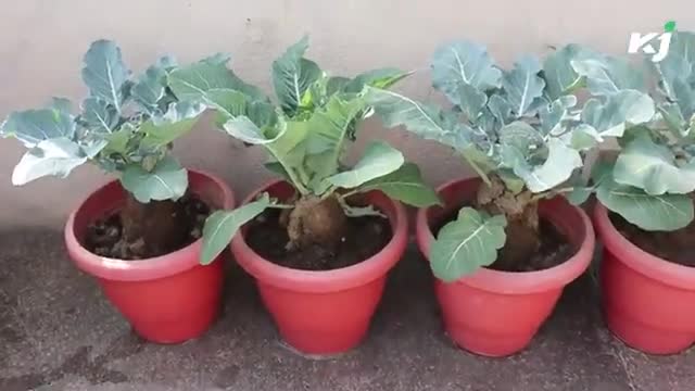 प्रवीण मिश्रा से जानिए Urban Gardening का Secret | Krishi Jagran

#urbangardening #gardening #agriculture