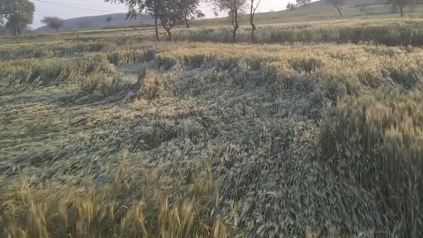 छबड़ा: छबड़ा#शाम को तेज हवा व बारिश होने के कारण गेहूं में हुआ भारी नुकसान#