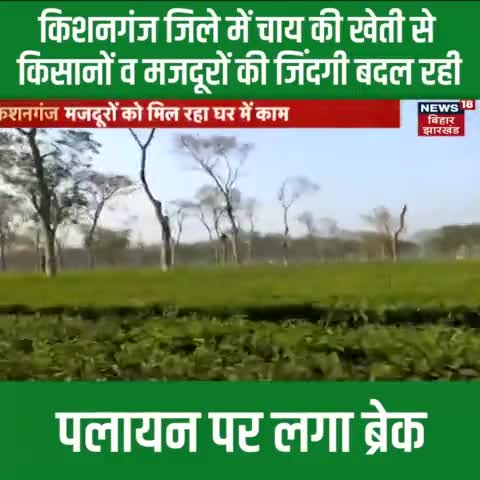 #मुख्यमंत्री #NitishKumar जी के प्रयासों से #बिहार के #किशनगंज में चाय की खेती से किसानों व मजदूरों की जिंदगी बदल रही है। राज्य में पलायन पर रोक लगी है। महिलाओं को घर में काम मिलने से बहुत खुशी है
#TeaFarming #EmploymentInBihar 
#Kishanganj