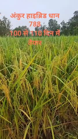 #तिरुपति एग्रो सीड्स कटंगी अंकुर 788 हाइब्रिड धन 110 दिन में भरपूर उपज