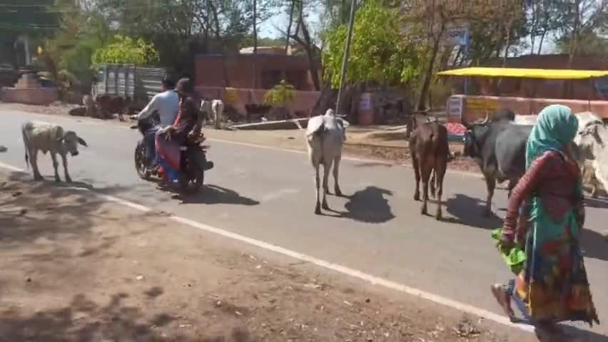 आवारा मवेशियों से आ रही यातायात में समस्या। #road #jam #issue #local #viral #rural #devlopment