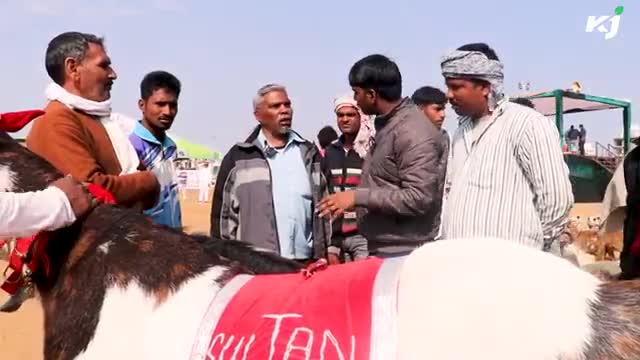 10 लाख का ‘सुल्तान बकरा’ किसानों को लिए है फायदेमंद

#goat #goatfatming #expensivegoat