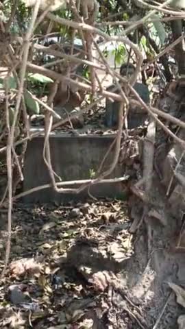बाबासाहेब अंबेडकर और गौतम बुद्ध की प्रतिमा का किस तरह तिरस्कार किया जा रहा है #ambedarwadi #gorakhpurkalimandir #buddha
