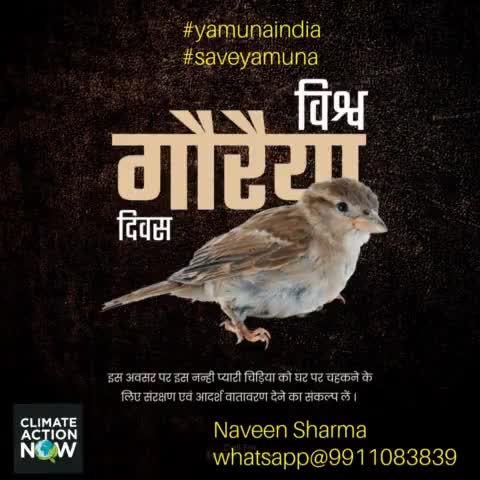 save sparrow save environment #yamunaindia #saveyamuna