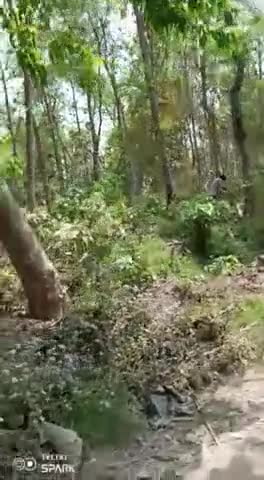 नैनिहा कालोनी मे झाला वाले वन चौकी पर काटा जा रहा है लकड़ी आखिर कया कर रहे हैं वन संरक्षण #मिहीपुरवा #बहराइच #जंगल