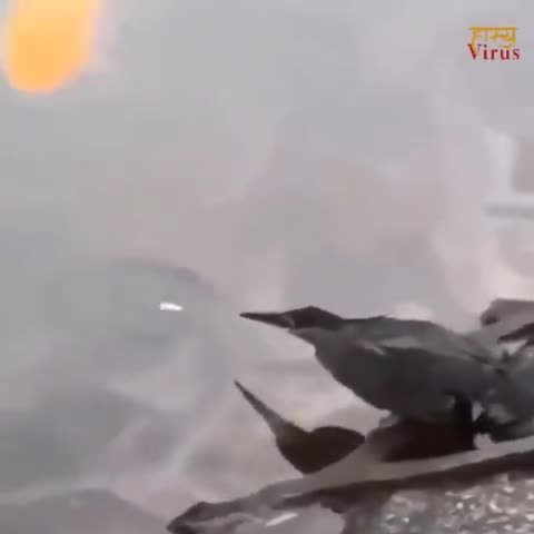 कटनी नगर: आखिर क्यों समुद्र में कंकर डाल रहा ये कौवा?

#crow #birds #raven #bird #art #crows #nature #birdsofinstagram #wildlife