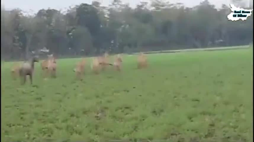 डंडारी: तेतरी गांव के किसानों की फसलों को नीलगाय द्वारा पहुंचाई जा रही हैं नुकसान इससे किसानों में दिखी नाराजगी #dandari