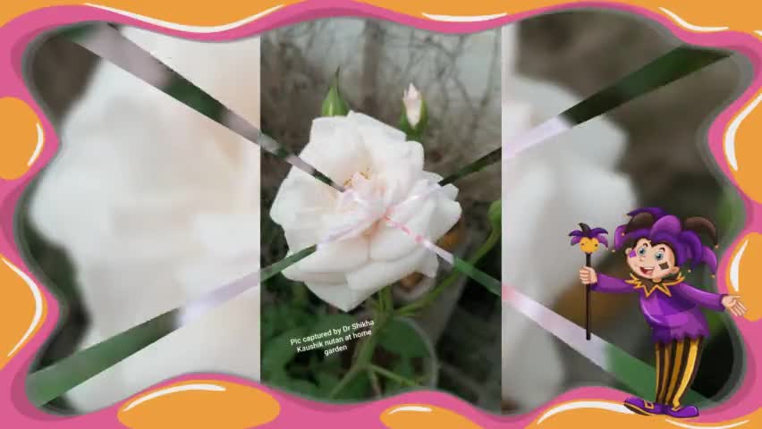 Flowers
#Garden #flowers