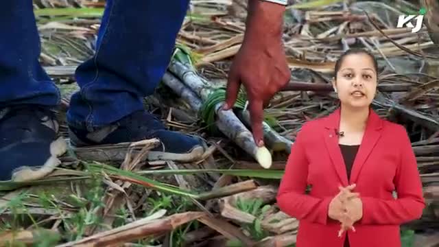 किसान बिना किसी मेहनत के बेच सकेंगे गन्ने की पूरी फसल, बदले में मिलेगी चीनी

#sugarcanemill #sugarcane #sugar