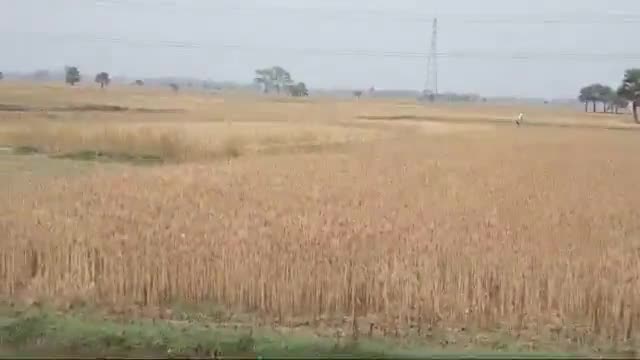 काशी चक: काशीचक में रवि फसल की कटनी नहीं होने के कारण किसान मायुष #परेशानी
