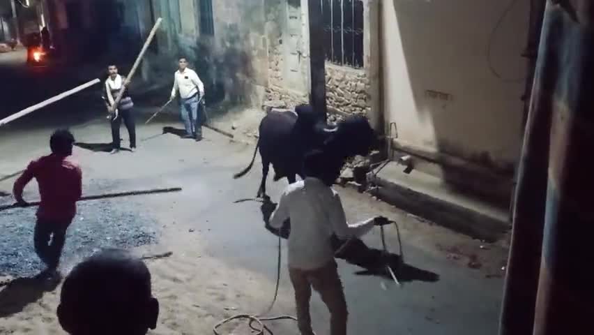मेड़ता: #रात्रि में एक आवारा सांड के मुंह से डिब्बे को निकालने में काफी मशक्कत करनी पड़ी स्थानीय लोगों व गौशाला सदस्यों द्वारा।