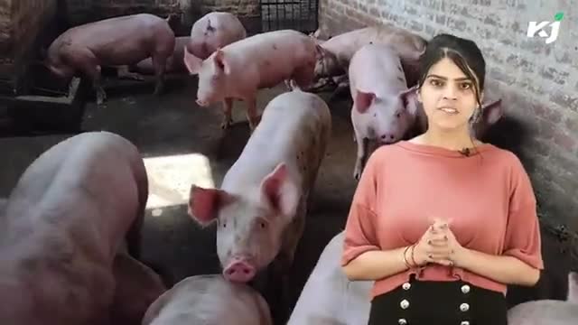 सूअर विकास योजना से मिलेगी 95% की सब्सिडी
#pigfarming #pig #farmers