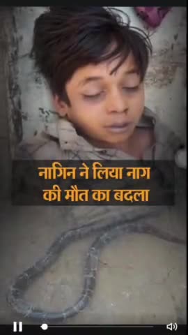 #बाप ने नाम को मारा ,,नागिन ने बेटी को डसा #सीहोर# में नांग को मारने के 15 घंटे बाद नागिन 12 साल के बच्चे को डसा लिया@