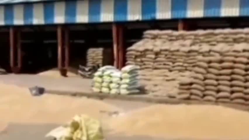 डबवाली: अनाज मंडी में एमएसपी से अधिक कीमत पर बिक रहा गेहू  #कृषि #dabwalinews