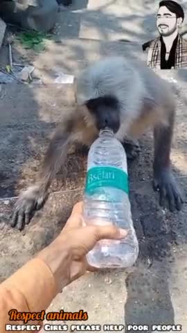 Cute monkey 🥰Respect animal's respect girls please help poor people #animals #animal #monkey #monkeyface #apsgurjar