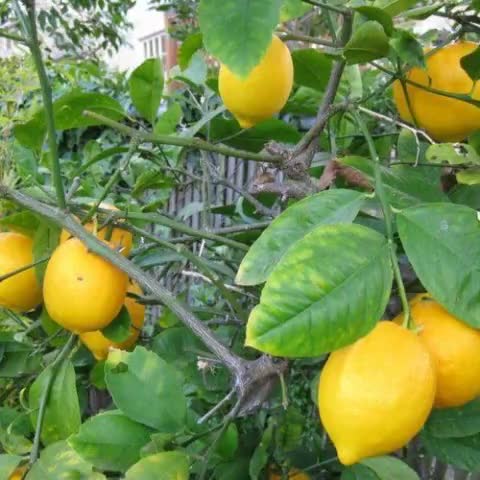 Nimbu 1 Kilo ₹300 Ka market mein chal raha hai#Vridavan#Kishanlal#