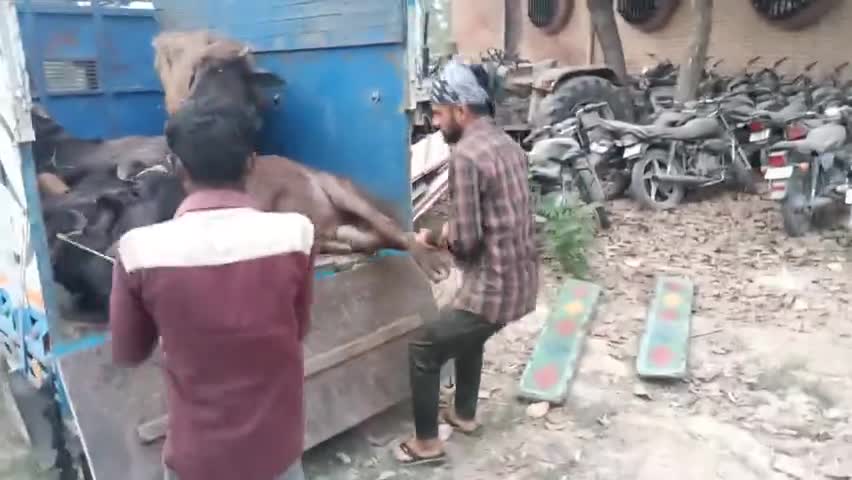 लाडवा: #लाड़वा देवेंद्र थाना प्रभारी की नजरों से नही बच पाए पशुओं से भरी दो #गाड़ी ।।