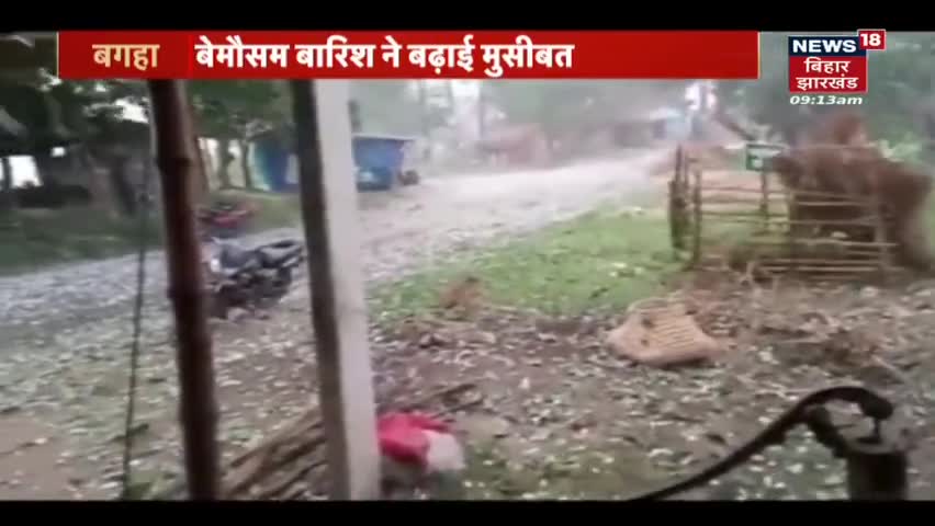#बगहा में #बेमौसम हुई #बारिश ने #किसानों की #कमर तोड़ दी है।#मोसम #बारिश
