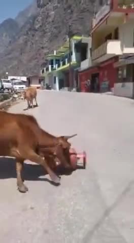 गौ माता भी गैस के दाम बढ़ने से परेशान है।

#मंहगाई #mehgai