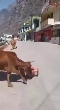 बढ़ते #रसोई_गैस के दामों से,
#गौ_माता भी भड़की!
अब तो आंख खोलो हिंदुवो