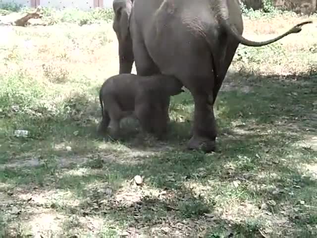 कोटद्वार: कालागढ़ हाथी केम्प में बढ़ रही है हाथियों की संख्या। गंगा हथिनी ने जन्मा एक शावक
#कालागढ़ #हाथी कैम्प