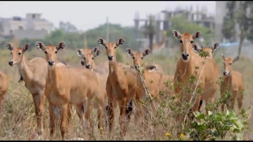 नील गाय के आतंक से वीरपुर, पर्रा, मुरादपुर, रोस्तामा, लक्ष्मीपुर आदि गांवों के किसान आतंकित #bihartak #newsnation_team
