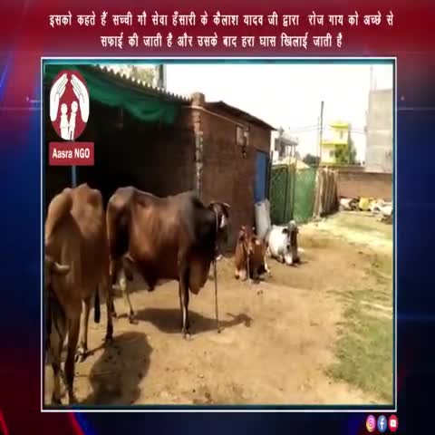 इसको कहते हैं सच्ची गौ सेवा #aasrango #aasrasociety#aasra jhansi#