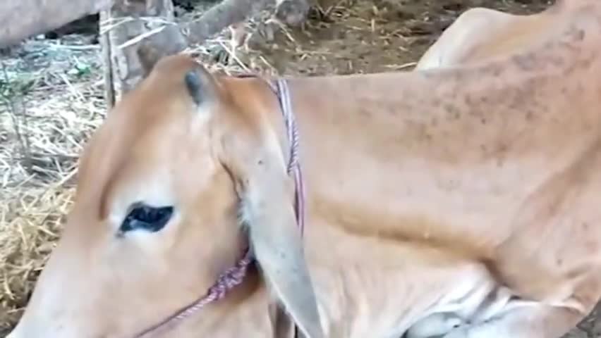 चिड़ावा: BJP नेता ईशान मिश्रा ने राजस्थान सरकार के नए गोपालन नियम पर कहा-गहलोत सरकार हिंदुओं की आस्था पर दे रही चोट #पशुपालन