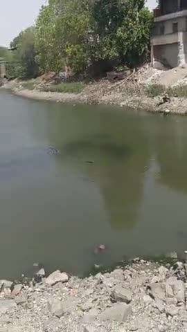 पाली: जल ही जीवन है🙏🙏  #pali #marwar #jalhijiwanhai #palinews #rajasthan #marwadi #humanity #garmi #fish #life@