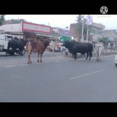 गुहला: गुहला रोड पर गांय और खागड के बीच में हुई लड़ाई जिससे दुर्घटना होने से लोग बाल बाल बचे#चीका#गुहला