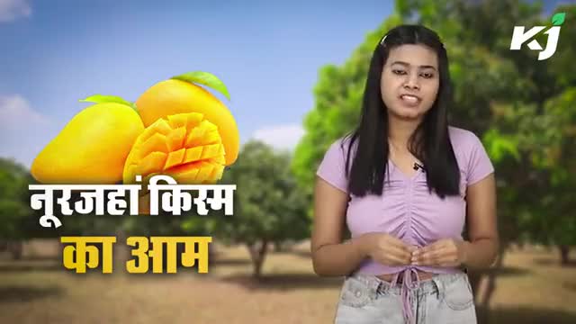 Mango :आखिर क्यों कहा जाता है नूरजहां को आमों की मल्लिका ? 
#NoorJahanMango #MangoSeason #mangoes