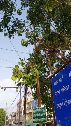 नर्मदा पुरम मालाखेड़ी में आजाद चौक पर पीपल के पेड़ की छटाई की गई#Hoshangabad #narmadapuram
#topnews #newspayindia