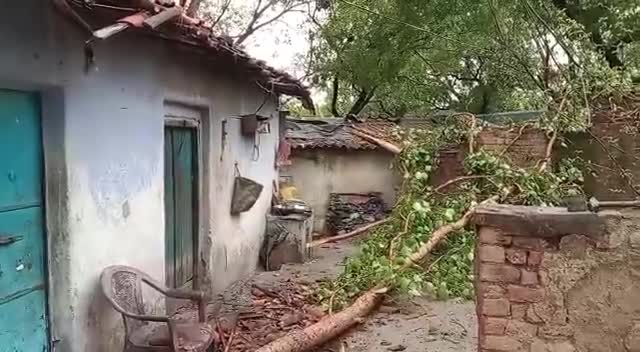 #धनबाद_लोयाबाद में आज जोरों की आंधी तूफान में कांग्रेस इंटक प्रदेश सचिव सह प्रवक्ता बिरेंद्र पासवान के मोहल्ला लोयाबाद नम्बर 5 में भारी मात्रा में बृक्ष टुट कर बड़ी टहनी कई घरों में गिरी कोई व्यक्ति घायल नहीं हुआ पर लोगो को छति हुआ है