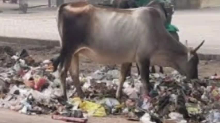 #गन्नौर हर सड़क हर गली में आवारा पशुओं का जमावड़ा अब घरों के बजाय सड़कों पर दिख रही गौमाता शासन प्रशासन का ध्यान नहीं