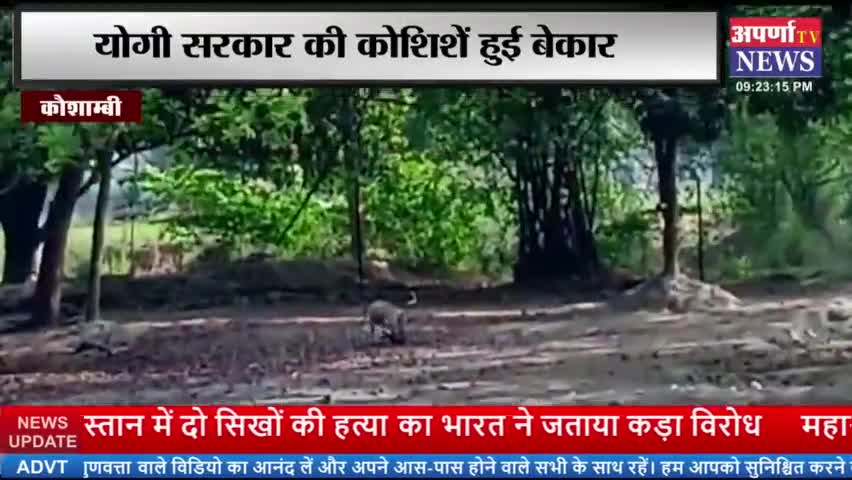 कौशांबी।* सिराथू के उचरावां स्थित गौशाला में भूख और प्यास से गोवंश दम तोड़ रहे हैं। #जागो योगी जागो