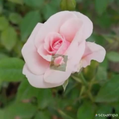 Flowers

#NEWS #flowers