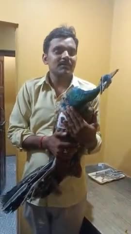 देर रात प्रयागराज के हंडिया तहसील बरौत बाजार में #राष्ट्रीय_पक्षी_मोर के साथ दुघर्टना ।