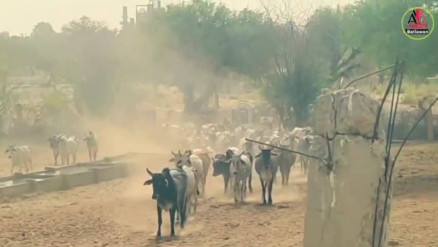 कैसे बनी खण्डवा की गौशाला आदर्श गौशाला? Part 1 #Churu #Rajasthan #shankarjangir